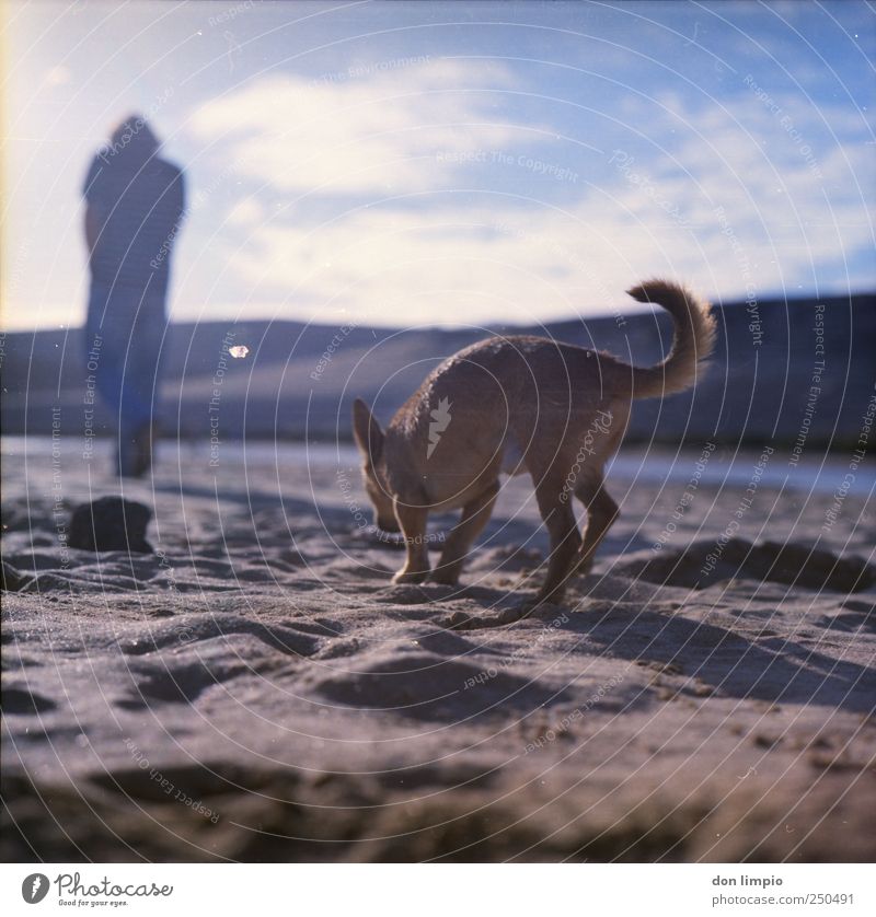 take a dog for a walk Sunlight Summer Beach Fuerteventura Animal Dog 1 Sand Going Walking Far-off places Bright Idyll Search To go for a walk Walk the dog