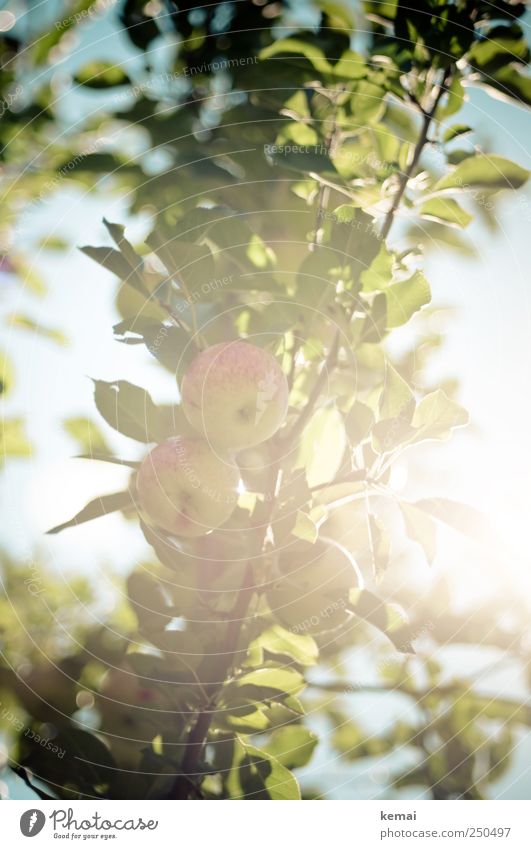 It's harvest time soon Fruit Apple Environment Nature Plant Sky Summer Beautiful weather Tree Leaf Agricultural crop Apple tree Apple tree leaf Branch Hang