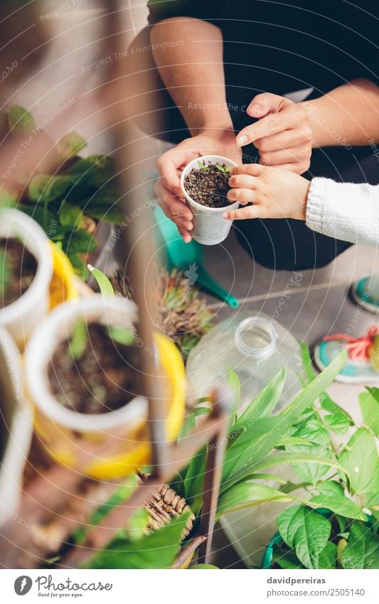 Woman hands showing to girl young seedlings in pot Vegetable Pot House (Residential Structure) Garden Work and employment Gardening Human being Adults Hand