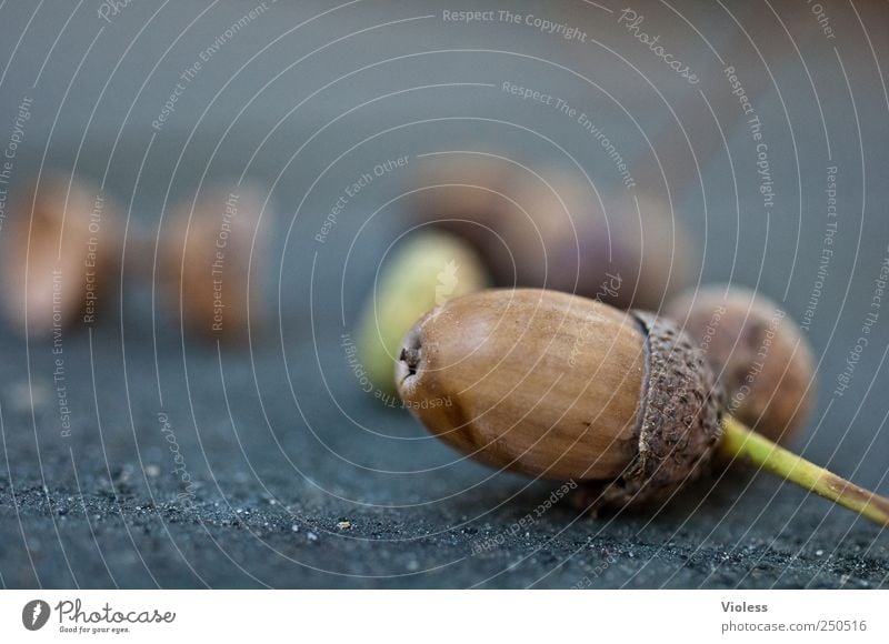 autumn Nature Brown Autumn Acorn Transience acorn hat glans Colour photo Exterior shot Twilight Shallow depth of field