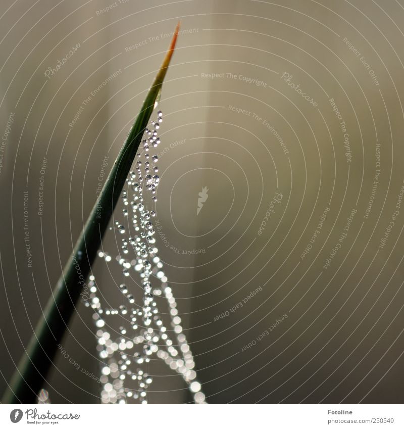 Grass blade adorned! Environment Nature Plant Elements Water Drops of water Bright Wet Natural Green Colour photo Subdued colour Exterior shot Close-up