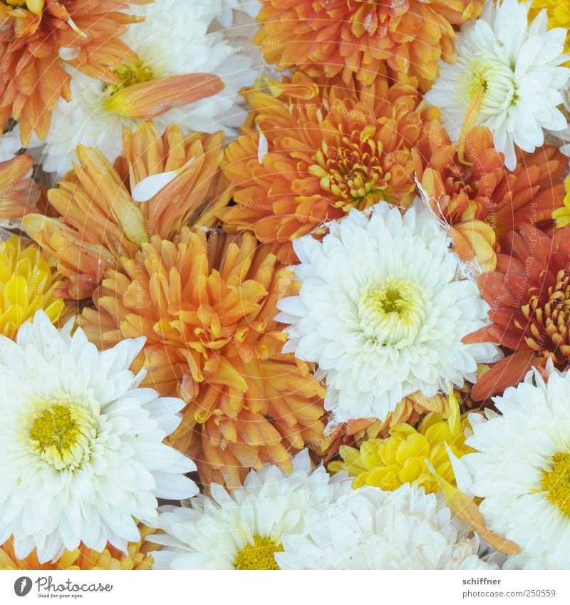 group snuggling Plant Flower Blossom Fragrance Friendliness Positive Multicoloured Yellow White Many Narrow Orange Blossom leave Chrysanthemum sea of flowers