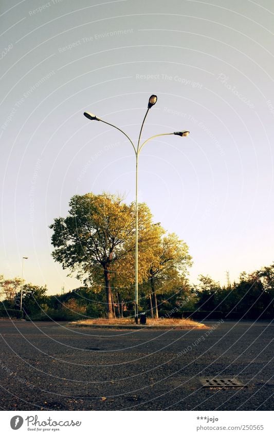 the origin of symmetry. Parking lot Calm Lantern Lamp post Street lighting Resting place Deserted Empty Dawn Gold Symmetry Lighting Lighting element Tree