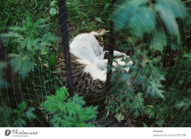 street cat sleeping on the lawn on a summer day Lifestyle Beautiful Wellness Harmonious Leisure and hobbies Playing Vacation & Travel Tourism Summer