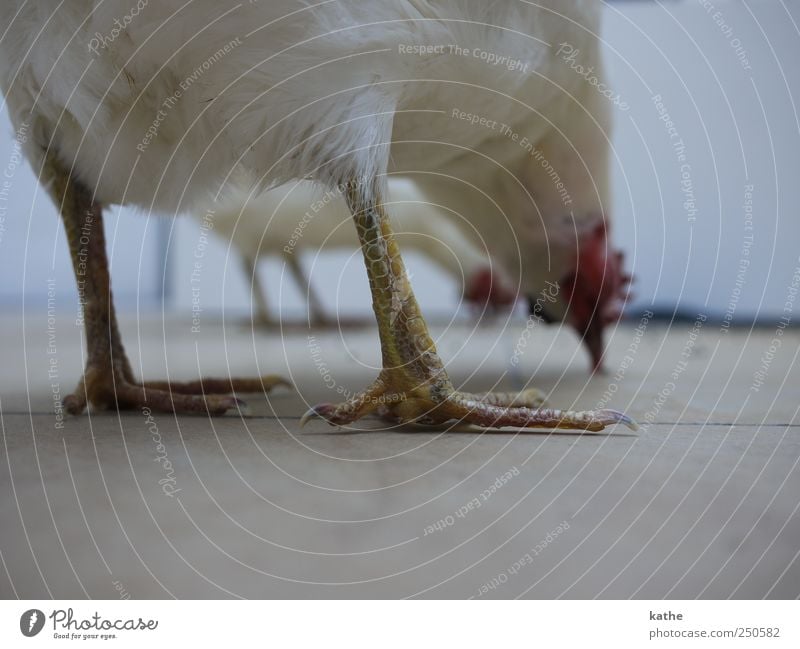 BirdPerspective Animal Farm animal Barn fowl Collection Art Whimsical Colour photo Interior shot Copy Space bottom Shallow depth of field Long shot