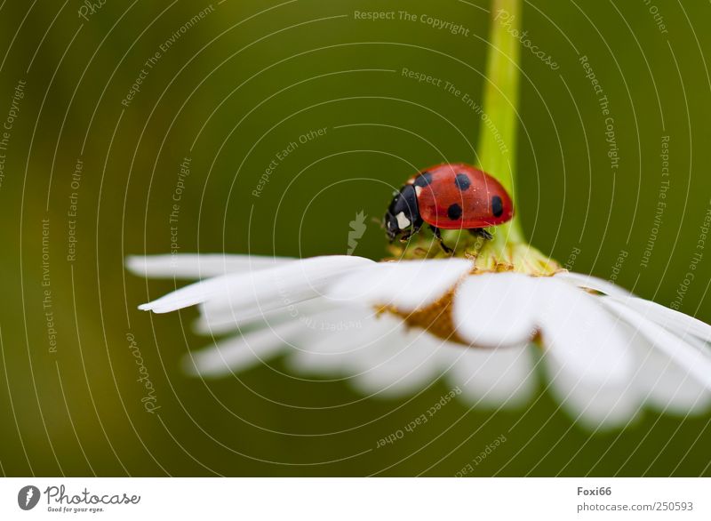 happiness comes from above Summer Blossom Wild plant margarita Meadow Field Farm animal Beetle 1 Animal Natural Curiosity Above Beautiful Green Red Black White