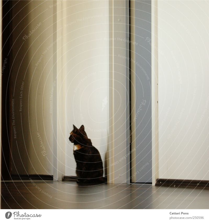 stroke! Pet Cat Observe Discover Crouch Looking Sit Beautiful Uniqueness Natural Cute Original Thin Wild Hallway Brown Pattern Wall (building)