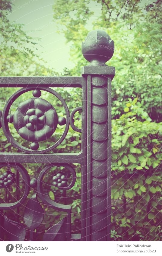 The secret garden. Plant Foliage plant Garden Park Metal Going Black Gate Door Fence Gap in the fence Ornate Passage Lanes & trails Metalware Barrier Open Close