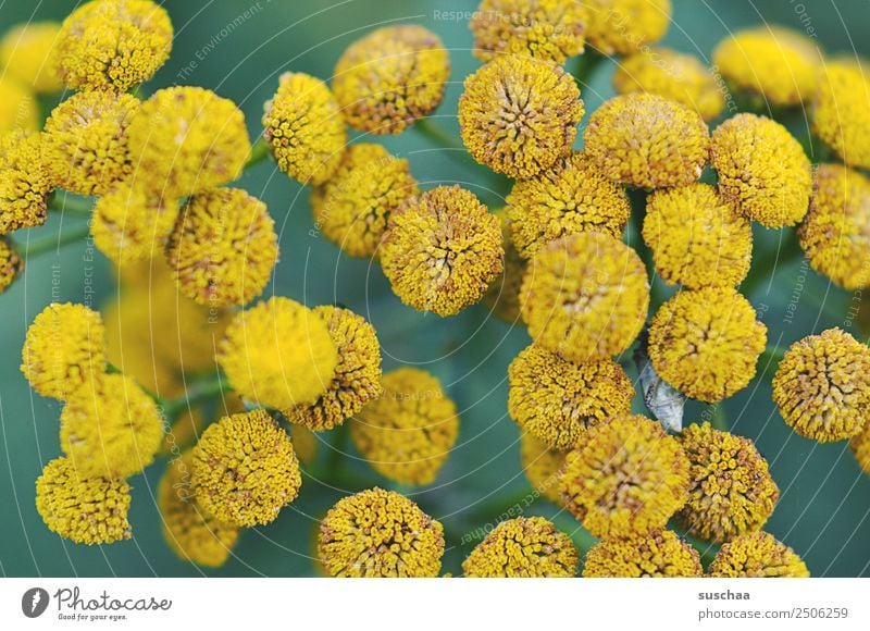 flowery dots Flower Blossom Nature Exterior shot Plant wax Garden Park Summer Beautiful Yellow Shallow depth of field