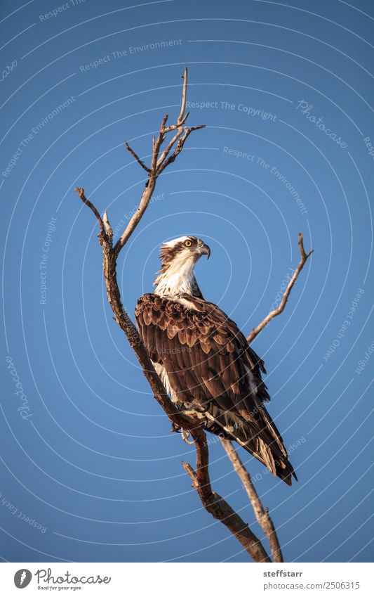 Osprey bird of prey Pandion haliaetus sits in a dead tree Beach Ocean Nature Sand Tree Virgin forest Coast Animal Wild animal Bird Animal face 1 Brown White