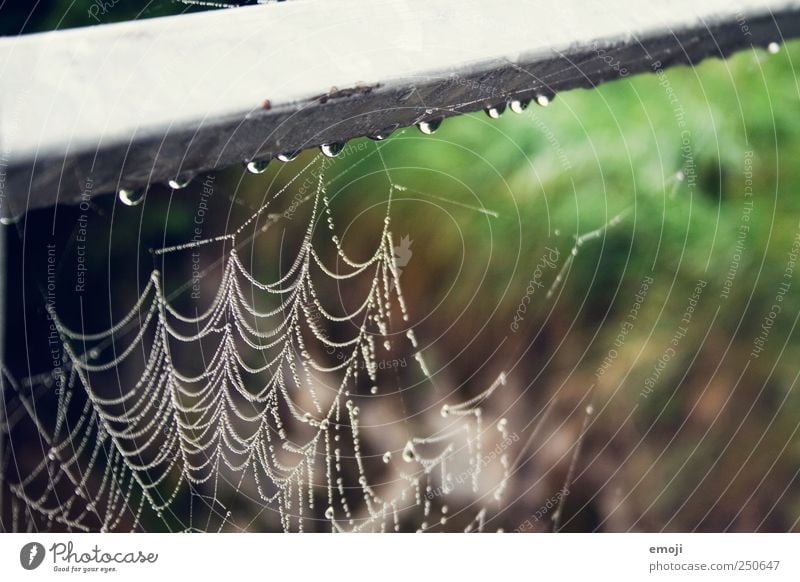 trickle Nature Plant Animal Bad weather Rain Wet Natural Spider's web Net Habitat Drops of water Grief Colour photo Exterior shot Close-up Detail