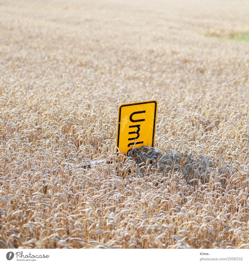 The patience of the village youth Food Grain Grain field Agriculture Forestry Environment Nature Landscape Beautiful weather Agricultural crop Field Characters