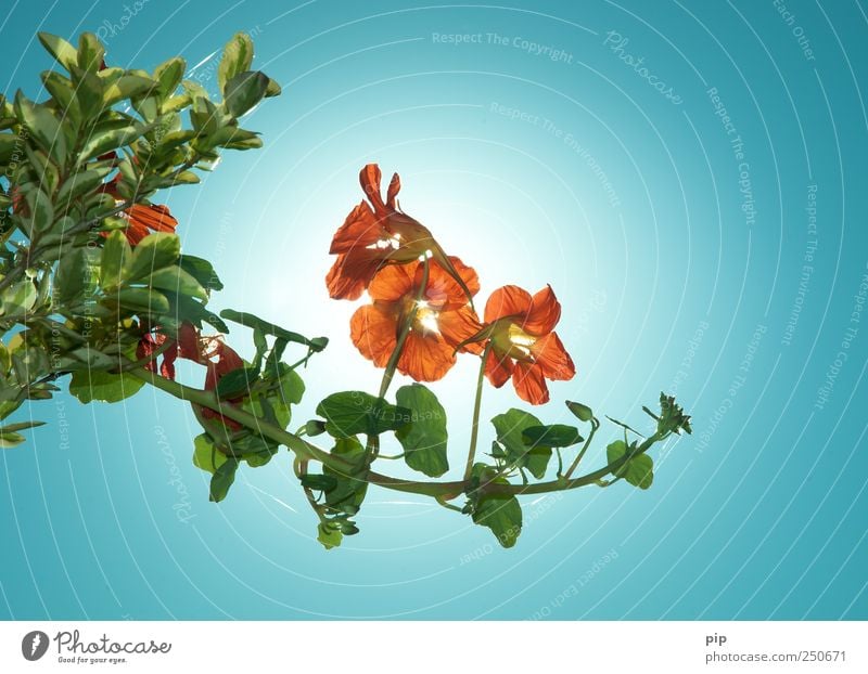 tropaeolum Plant Sky Cloudless sky Flower Leaf Blossom Nasturtium Creeper Illuminate Bright Red Orange Edible Tendril Colour photo Multicoloured Exterior shot