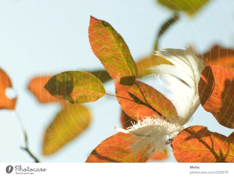 feathery ... Environment Nature Autumn Beautiful weather Plant Leaf Feather Hang Natural Ease Transience Time Easy Autumnal Get caught on Branch Colour photo