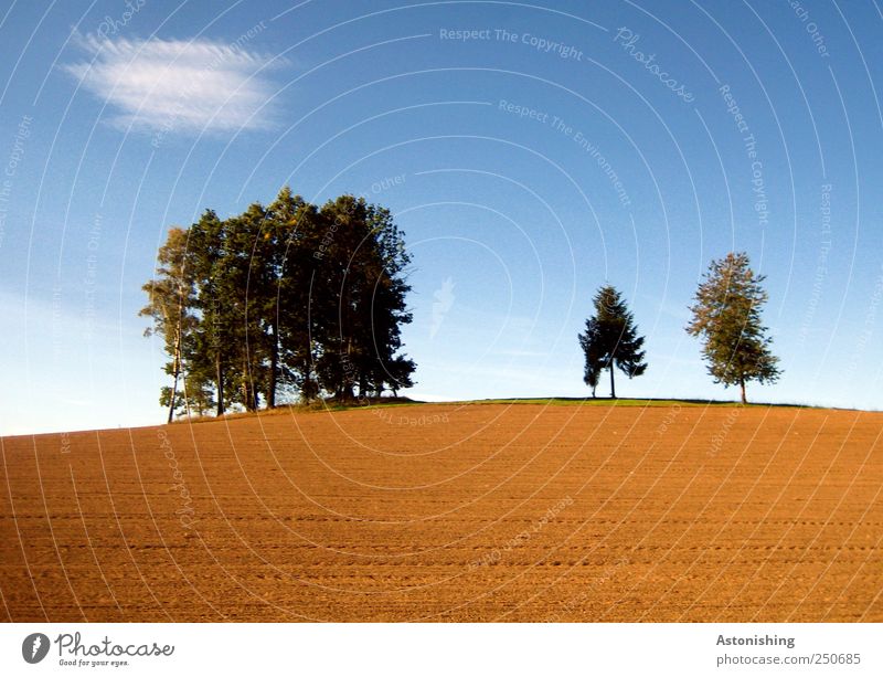 On the hill Environment Nature Landscape Plant Earth Sand Sky Clouds Autumn Weather Beautiful weather Tree Field Hill Stand Tall Agriculture Coniferous trees