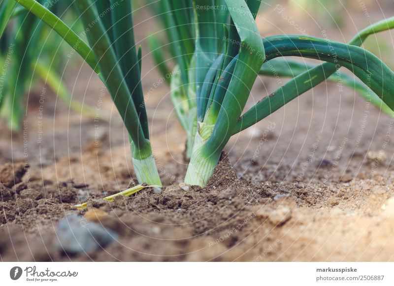 Organic leek onions Food Vegetable Lettuce Salad Leek vegetable Leek stalk Nutrition Eating Picnic Organic produce Vegetarian diet Diet Fasting Slow food