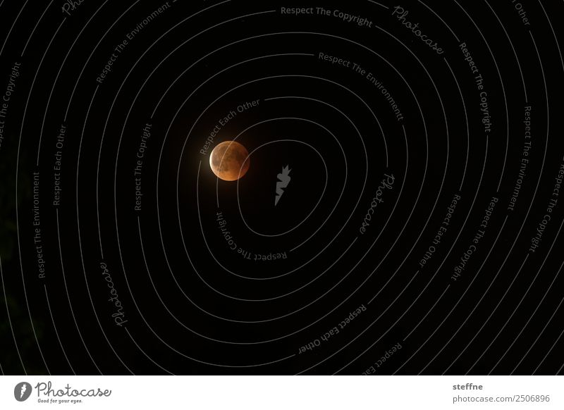 Blood moon at total lunar eclipse Environment Nature Moon Lunar eclipse Full  moon Exceptional blood moon Colour photo Exterior shot Deserted Copy Space left