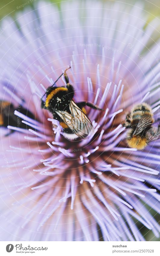 humming bustle Bumble bee Insect furry Wing Flower Blossom Nectar Violet Nature Exterior shot Summer Sprinkle Garden Warmth Close-up