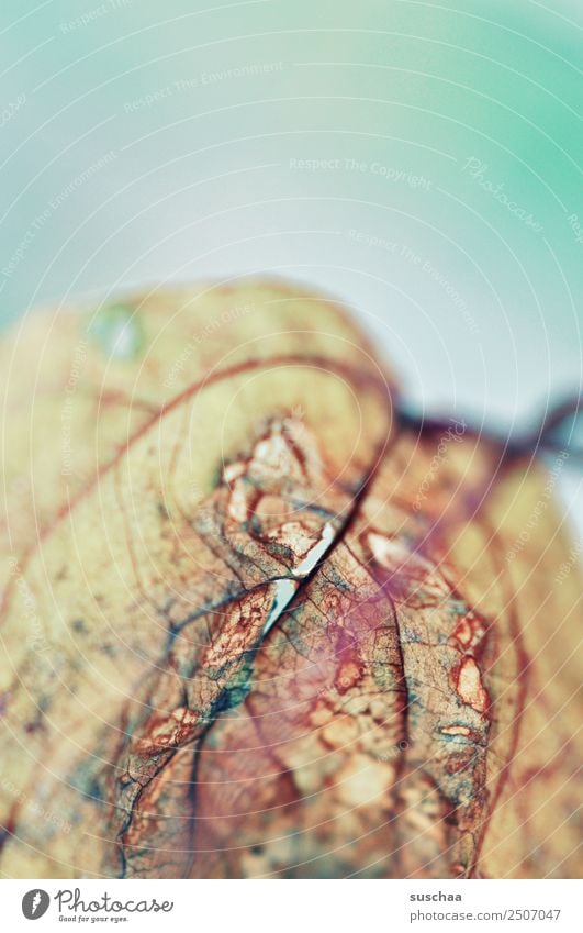 sheet (2) Leaf Nature Plant Structures and shapes Rachis Transience Death Detail Close-up ramified Summer Autumn Dry Drought Old Background picture