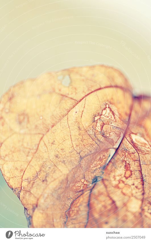 sheet (1) Leaf Nature Plant Structures and shapes Rachis Transience Death Detail Close-up Soft Bright ramified Summer Autumn Dry Drought Old Background picture