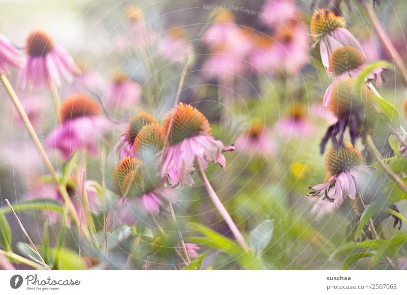 summer Nature Exterior shot Summer Warmth Plant Flower Blossom Garden Park Blossoming Colour photo Deserted Natural Inspiration Birthday Mother's Day Transience