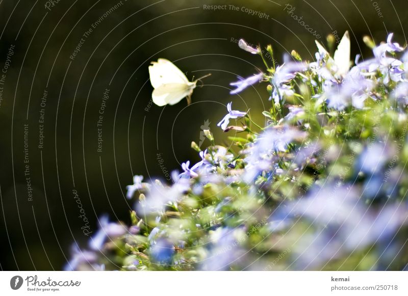 Berlin Balcony Fauna II Environment Nature Plant Animal Summer Beautiful weather Flower Leaf Blossom Pot plant Garden Butterfly Wing 2 Blossoming Flying Sit