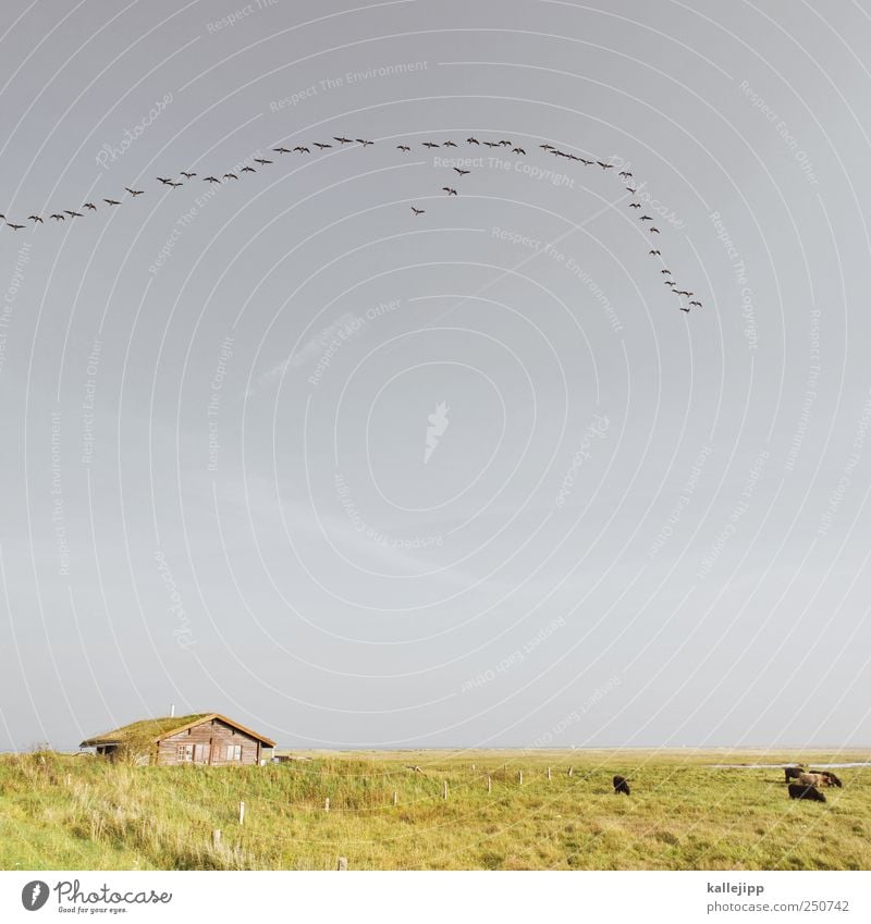 swarming herds Agriculture Forestry Animal Farm animal Wild animal Cow Bird Swan Group of animals Herd Flock Flying Wild goose Migratory bird Hut Pasture