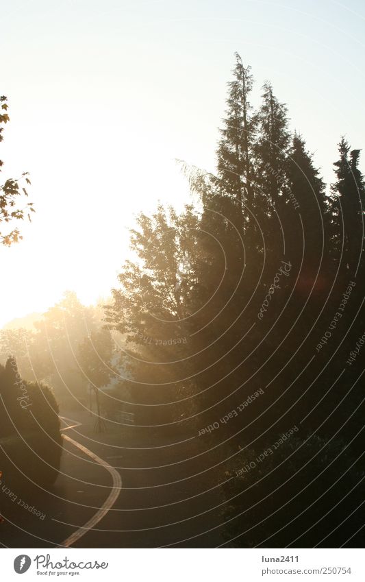 enlightening moment Sunrise Sunset Sunlight Fog Tree Village Inspiration Subdued colour Exterior shot Morning Dawn Light (Natural Phenomenon) Sunbeam Back-light