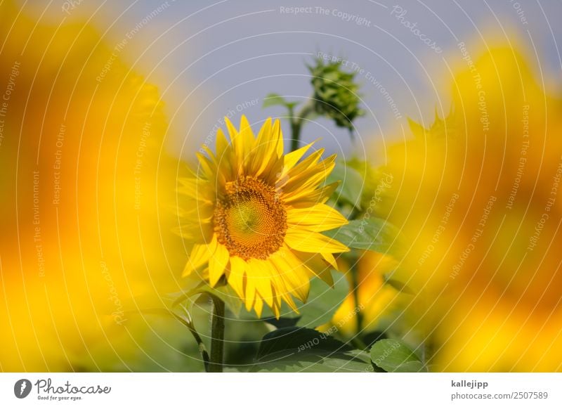 sunflowers Environment Nature Landscape Plant Animal Leaf Blossom Agricultural crop Field Blossoming Sunflower Sunflower field Bud Yellow Summer Summer vacation