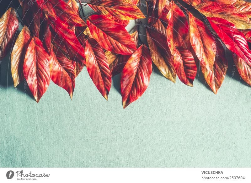 Red orange Herbslaub Border on light blue Style Design Nature Autumn Plant Leaf Decoration Ornament Retro Yellow Background picture Sale Autumn leaves