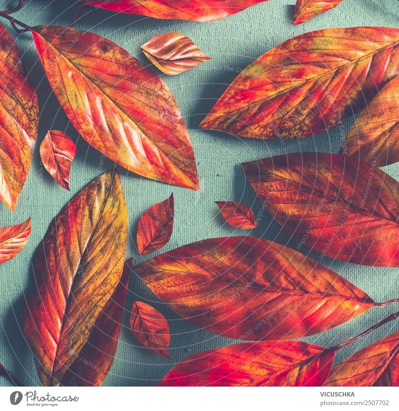 Yellow-orange autumn leaves on blue background Style Design Nature Autumn Decoration Ornament Hip & trendy Retro Orange Red Conceptual design Background picture