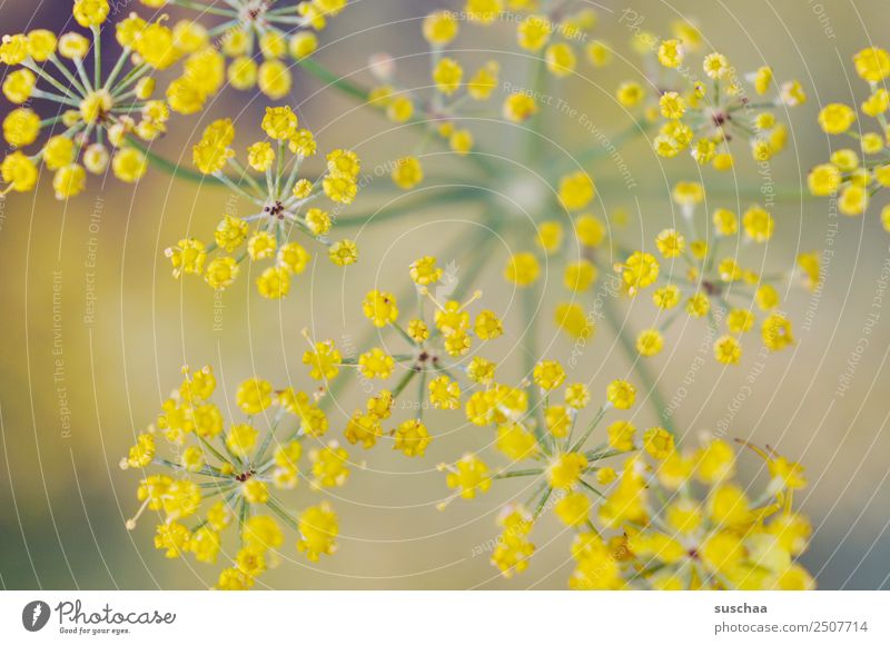 flower spots Flower Blossom Nature Exterior shot Plant wax herbaceous Garden Park Dill Yellow Shallow depth of field