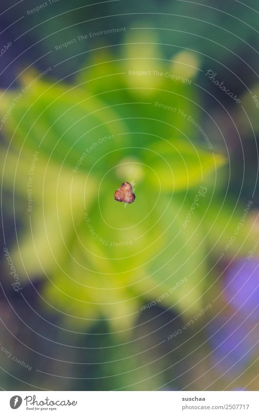 what's left. Flower Plant Nature Pistil Stalk Leaf Leaf green Growth Detail Close-up Exterior shot Shallow depth of field Loneliness Individual Self-confident