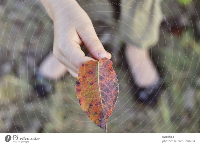 leaf holder Girl Hand Fingers Environment Nature Autumn Grass Leaf Field Natural Red Transience Feet Footwear Colour photo Subdued colour Exterior shot