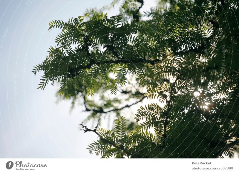 #A# green sky Environment Nature Esthetic Green Tree Leaf Twigs and branches Colour photo Subdued colour Exterior shot Detail Experimental Pattern Deserted