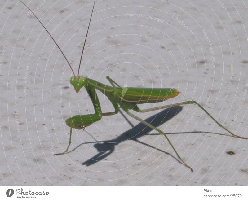 Smile, please! Praying mantis Italy Macro (Extreme close-up)