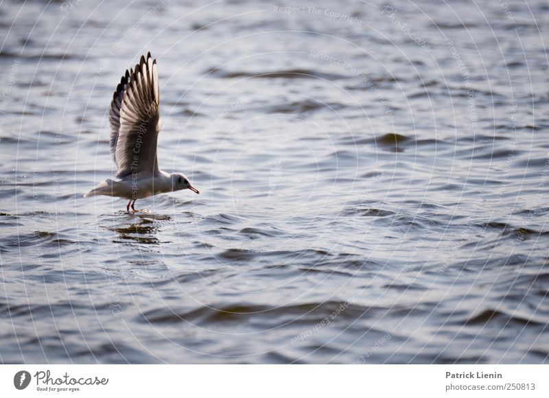 On your mark, Environment Nature Animal Water Waves Coast River bank Wild animal Bird Wing 1 Beautiful Flying Feed Observe Elegant Easy Seagull Elbe