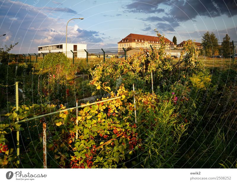 neighbor's garden Leisure and hobbies Nature Plant Sky Clouds Horizon Summer Beautiful weather Bushes Leaf Agricultural crop Blackberry bush Blackberry leaf