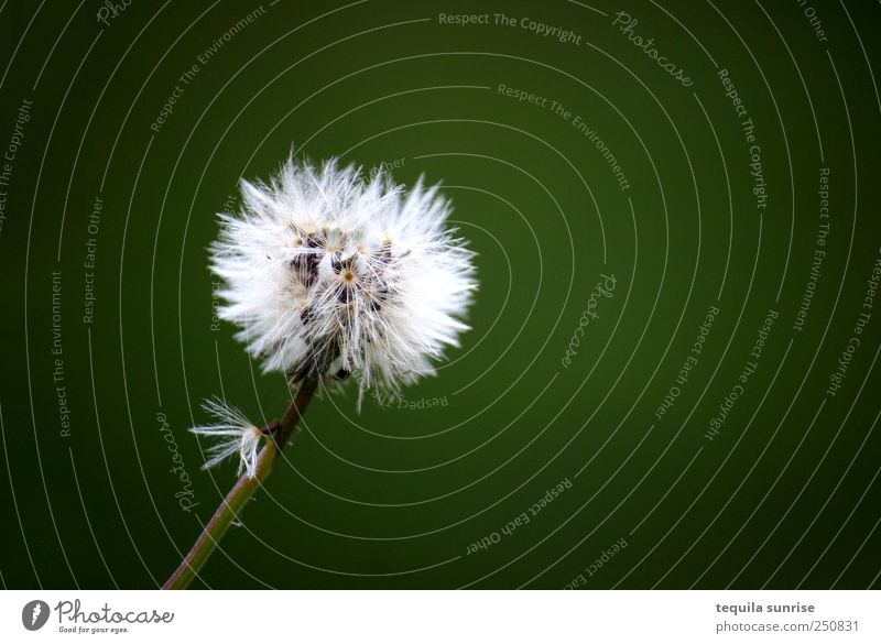 autumn flower Environment Nature Plant Flower Grass Blossom Foliage plant Wild plant Dandelion Garden Park Meadow Green White Colour photo Exterior shot Detail