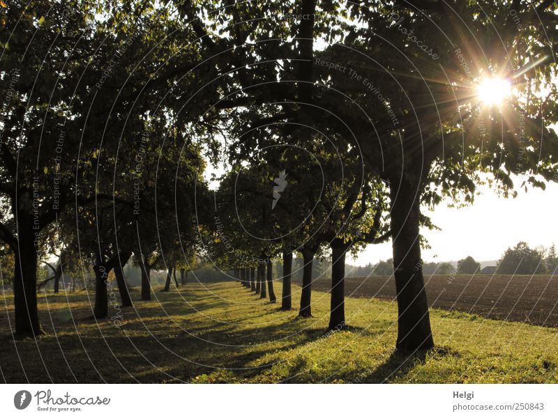 Chamansülz / evening mood Environment Nature Landscape Plant Sun Sunlight Beautiful weather Tree Grass Bushes Apple tree Meadow Field Glittering Illuminate