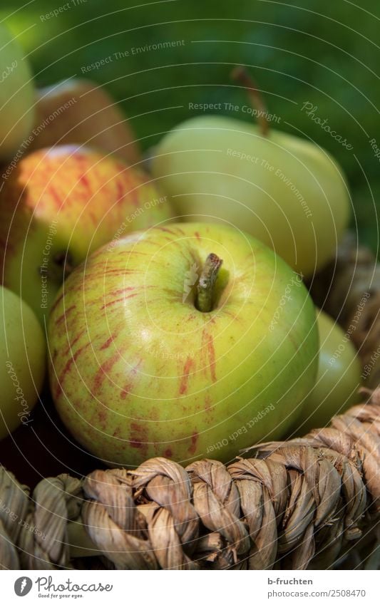 A basket full of apples Fruit Organic produce Vegetarian diet Healthy Eating Summer Autumn Garden To enjoy Apple Apple harvest Basket Collection Delicious