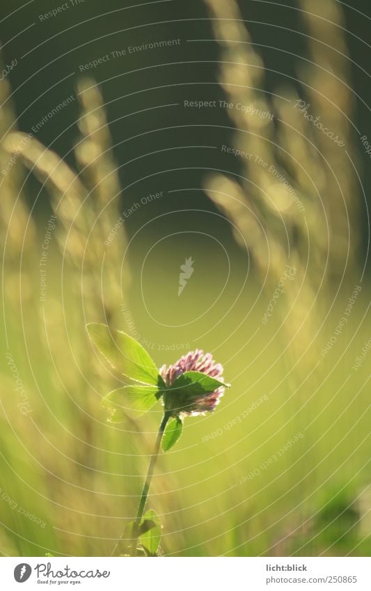 light direction Nature Plant Sunlight Flower Grass Leaf Blossom Foliage plant Wild plant Clover Clover blossom Cloverleaf Meadow Field Warm-heartedness Calm