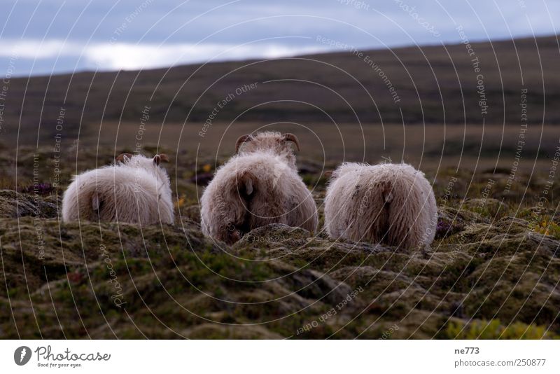 Sheep in moss in front of gentle hill (Iceland) Nature Hill Volcano Farm animal 3 Animal Group of animals Contentment Cool (slang) Wisdom Loneliness Serene Art