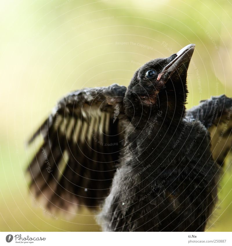 Become a Flier Environment Nature Landscape Animal Summer Beautiful weather Wild animal Bird Wing Crow Feather Baby animal Flying Crouch Growth Small Curiosity