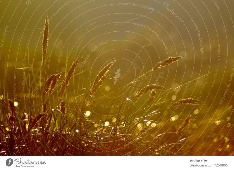 grass Environment Nature Plant Sunlight Grass Baltic Sea Beach dune Marram grass Illuminate Growth Natural Beautiful Moody Colour photo Exterior shot Day Light