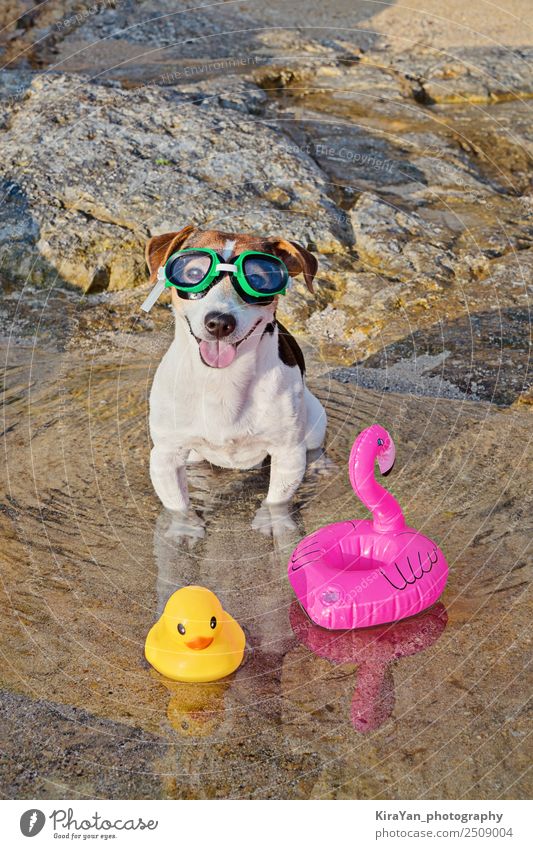 Concept of fun pastime with dog in the summertime Lifestyle Spa Swimming pool Swimming & Bathing Leisure and hobbies Vacation & Travel Adventure Summer