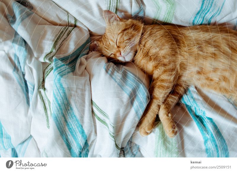 The hangover is too hot Harmonious Well-being Contentment Senses Relaxation Calm Living or residing Flat (apartment) Bed Bedroom Duvet Animal Pet Cat