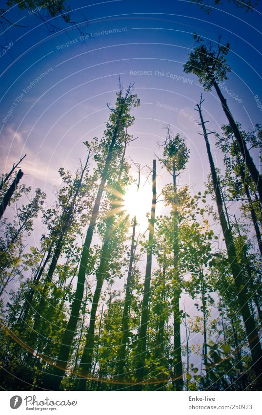 MVP Environment Nature Landscape Plant Sky Sun Sunlight Summer Beautiful weather Forest Coast River bank Exceptional Threat Fantastic Large Infinity Moody