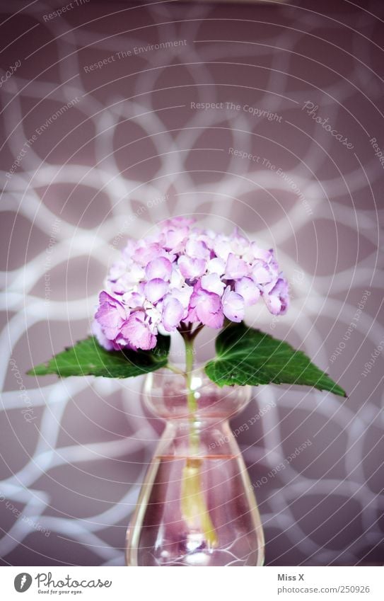 hydrangea Flower Leaf Blossom Violet Hydrangea Flower vase Vase Glass Pink Brilliant Colour photo Multicoloured Close-up Pattern Deserted Light