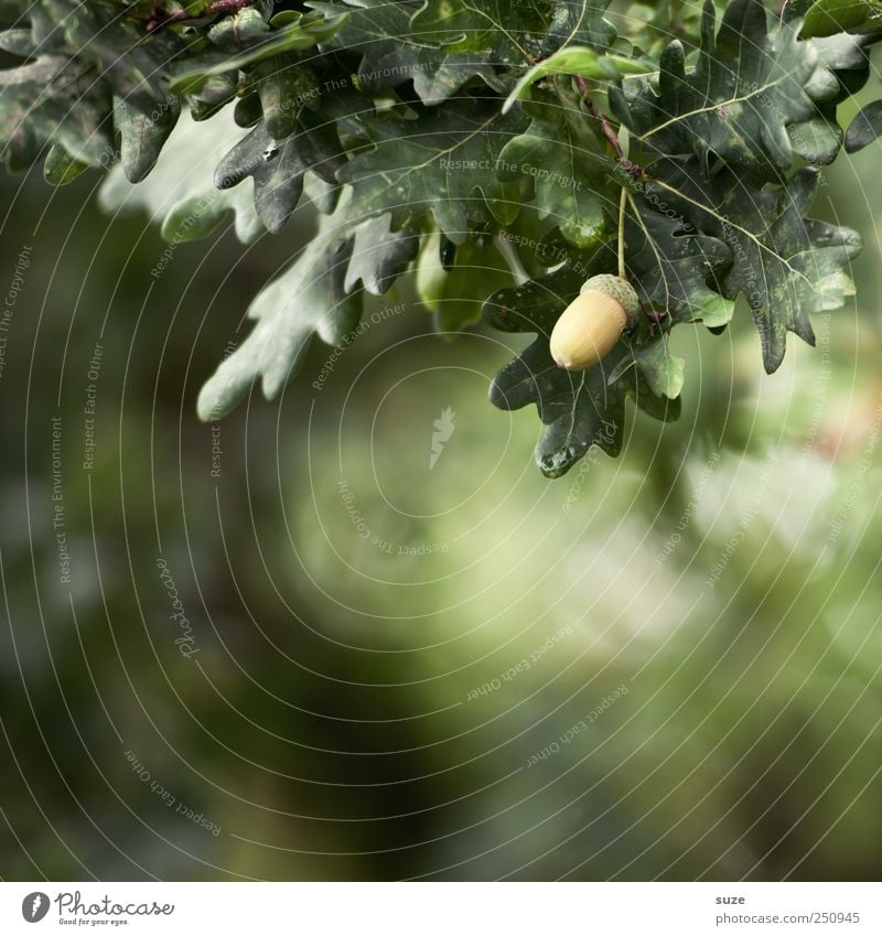 Acorn Daus Fruit Environment Nature Plant Tree Leaf Dark Natural Green Oak tree Twigs and branches Mature Colour photo Multicoloured Exterior shot Close-up